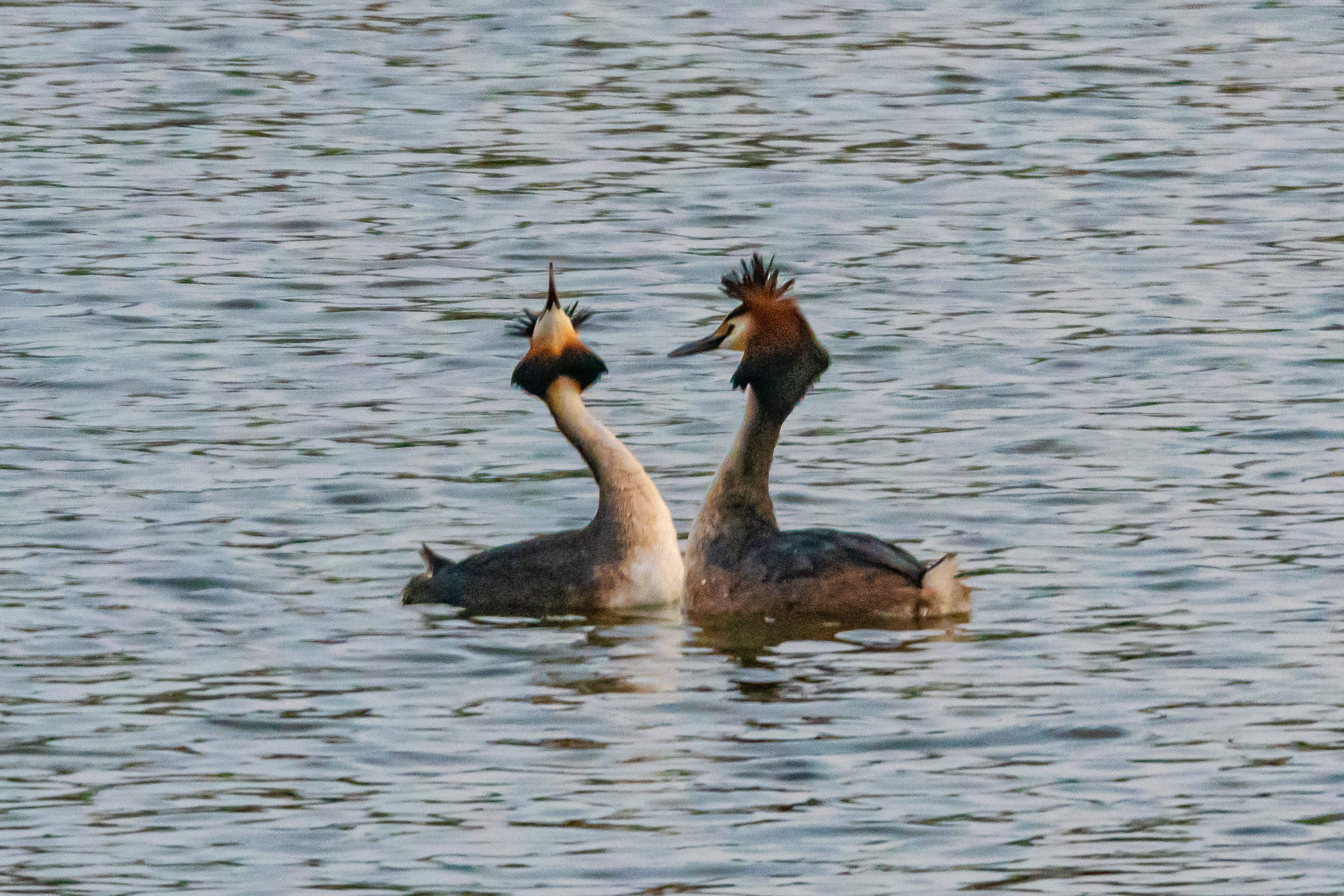 Grèbes huppés (Great crested grebes, Podiceps cristatus), parade nuptiale, Réserve Naturelle de Mont-Bernanchon, Hauts de France.